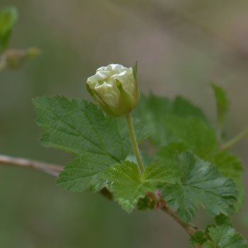 New Mexico Raspberry belongs to the genus Rubus, which also includes the commercially grown raspberries and blackberries. Rubus neomexicanus New Mexico Raspberry belongs to the genus Rubus, which also includes the commercially grown raspberries and blackberries. Rubus neomexicanus